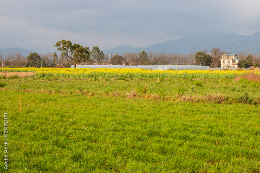 rural landscape with yellow flower rural landscape with yellow flower