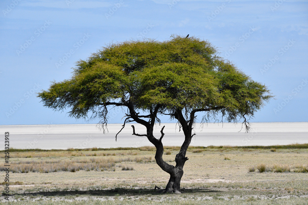 Afryka - drzewo i krajobraz wyschniętego wielkiego słonego jeziora w parku Etosha w Namibii - południowa Afryka