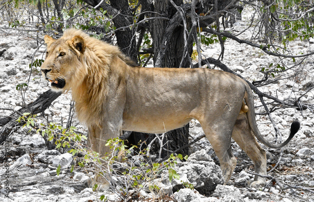 Dorosły lew - samiec zauważony podczas safari w parku Etosha w Namibii - Południowa Afryka