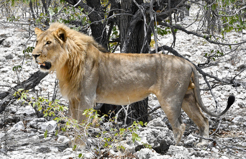 Obraz na płótnie Dorosły lew - samiec zauważony podczas safari w parku Etosha w Namibii - Południowa Afryka w salonie