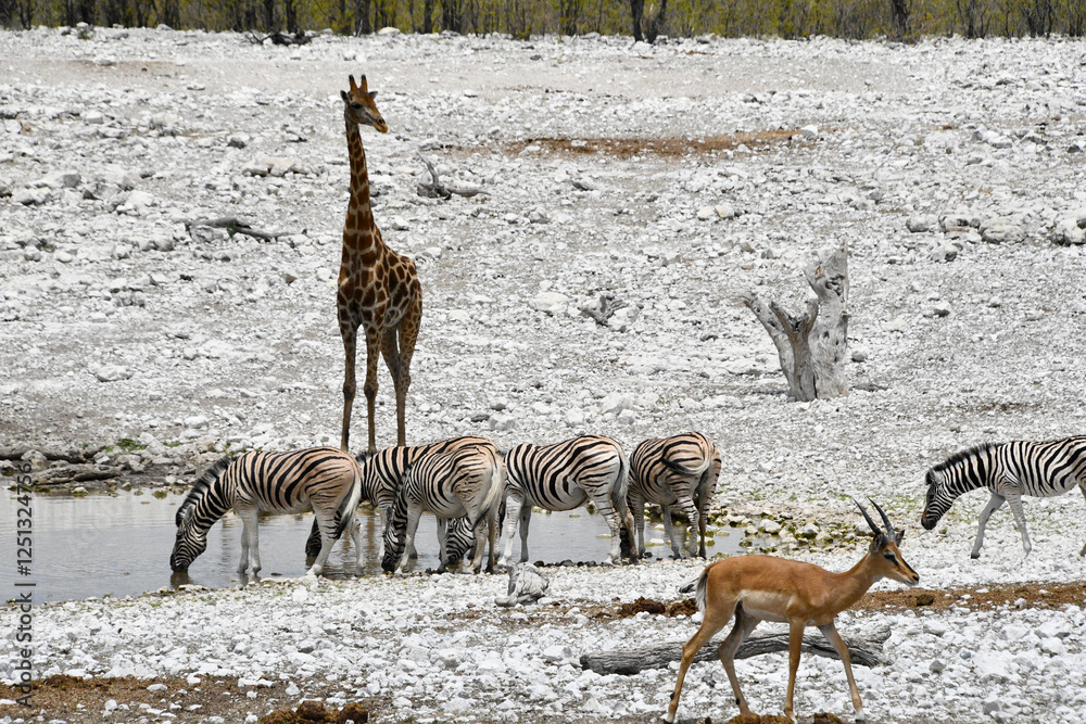 żyrafa, zebry i antylopa przy wodopoju w Afryce - Namibia