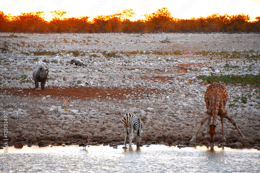 Dzikie zwierzęta przy wodopoju podczas zachodu Słońca w parku Etosha w Namibii - Dzika Afryka - nosorożec, żyrafa, zebra