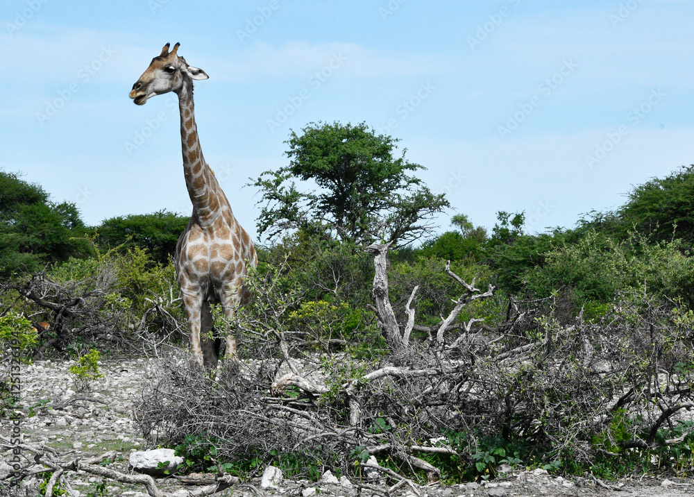 Młoda żyrafa na safari w Afryce - park Etosha - Namibia