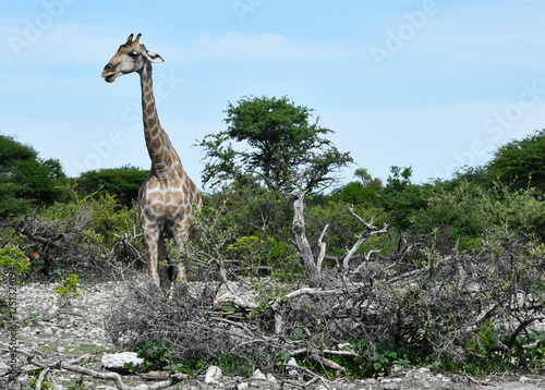 Obraz na płótnie Młoda żyrafa na safari w Afryce - park Etosha - Namibia w salonie