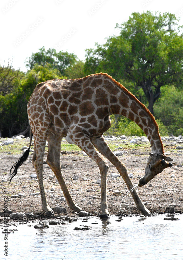 Żyrafa pije wodę przy wodopoju w parku Etosha w Namibii - Afryka - safari