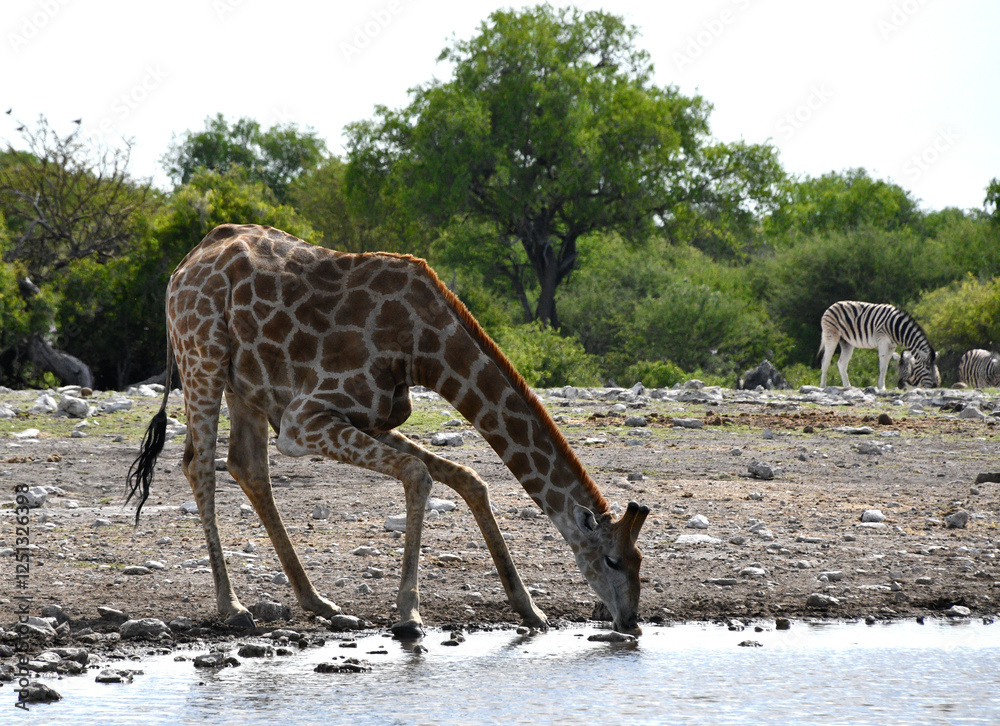 Żyrafa przy wodopoju pije wodę - Etosha park w Namibii - Afryka