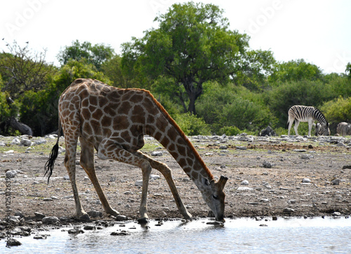 Obraz na płótnie Żyrafa przy wodopoju pije wodę - Etosha park w Namibii - Afryka w salonie