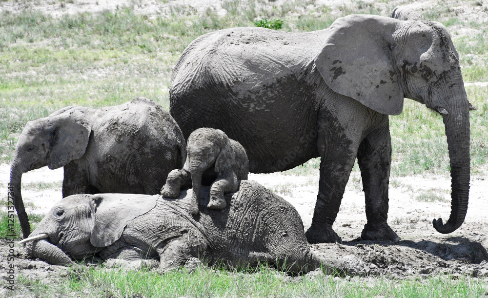 Rodzina słoni afrykańskich - safari - Namibia. Afryka południowa - słonie w naturalnym środowisku