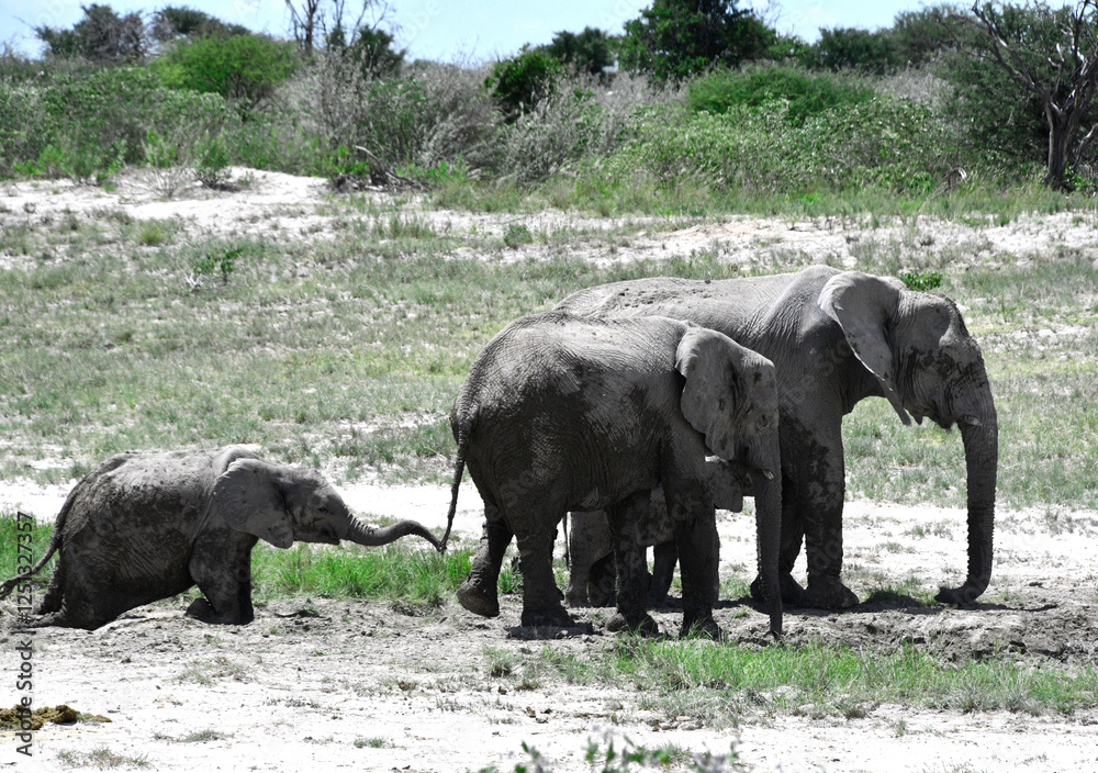Słonie w parku Etosha - safari w Namibii - Afryka