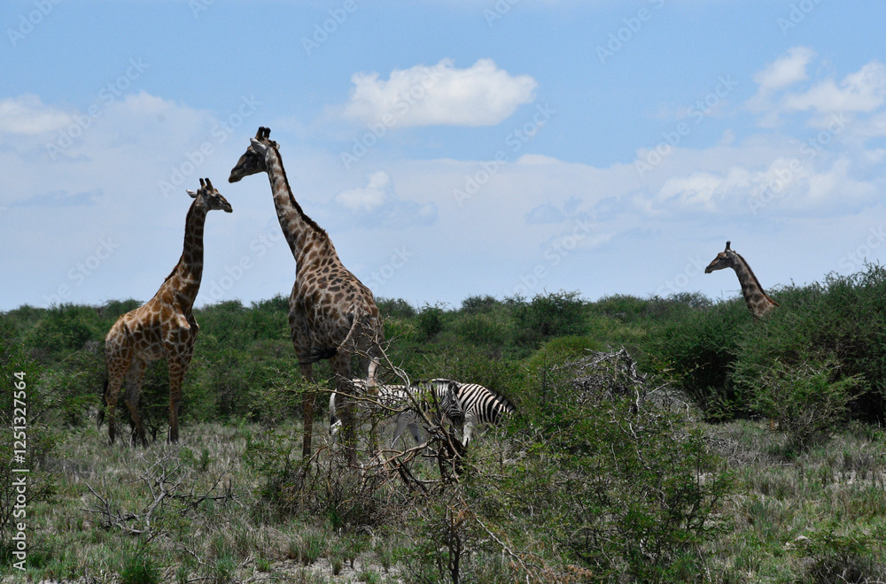 Żyrafy w parku Etosha w Namibii - afryka - safari