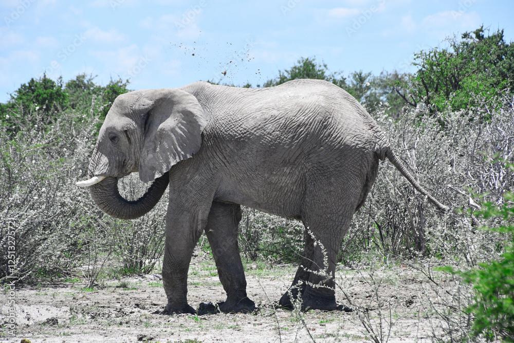 Słoń afrykański na safari w Afryce - Namibia Park Etosha