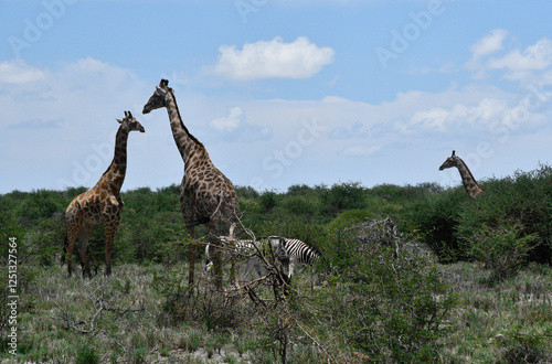 Obraz na płótnie Żyrafy w parku Etosha w Namibii - afryka - safari w salonie
