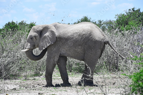 Obraz na płótnie Słoń afrykański na safari w Afryce - Namibia Park Etosha w salonie