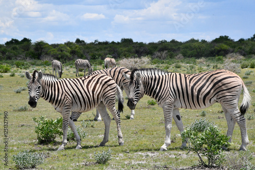 Obraz na płótnie Zebry na safari w Parku Etosha w Namibii w salonie