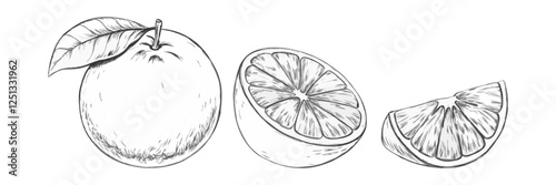 Hand-drawn sketch illustration of an orange fruit. Detailed and classic design, perfect for packaging, branding, and prints.