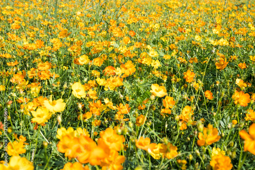 Obraz premium Beautiful sulfur cosmos (cosmos sulphureus) flowers.