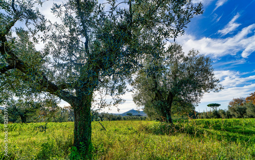 Panorama over a field of olive trees in the Tuscan countryside near Bolgheri in Castagneto Carducci Tuscany Italy photo