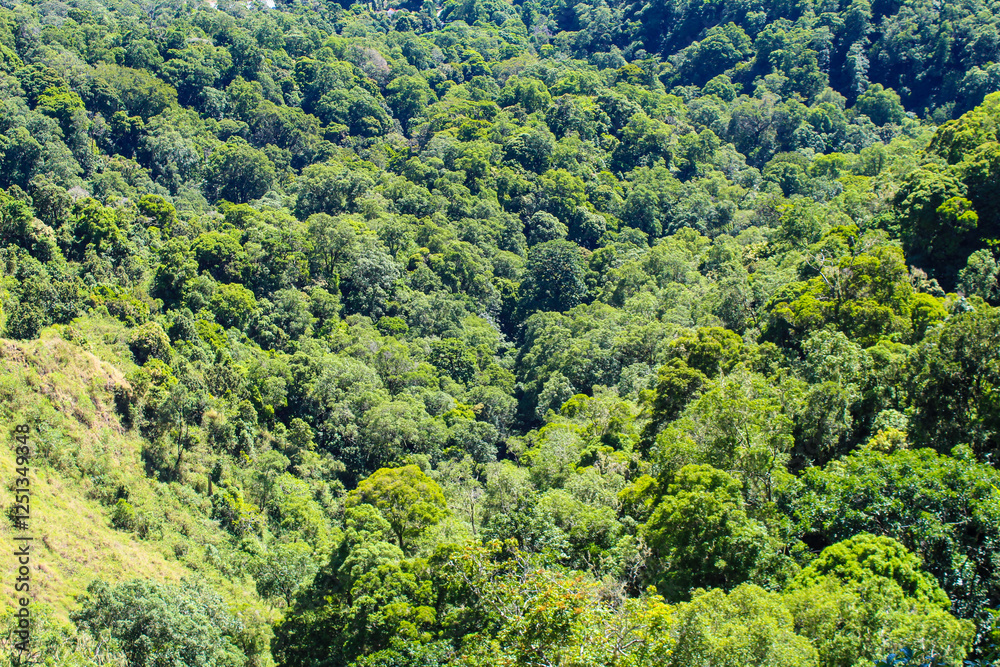 Lush green forest with trees of various sizes Lush green forest with trees of various sizes