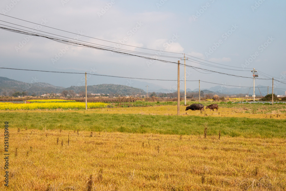 cows grazing grass in the field cows grazing grass in the field