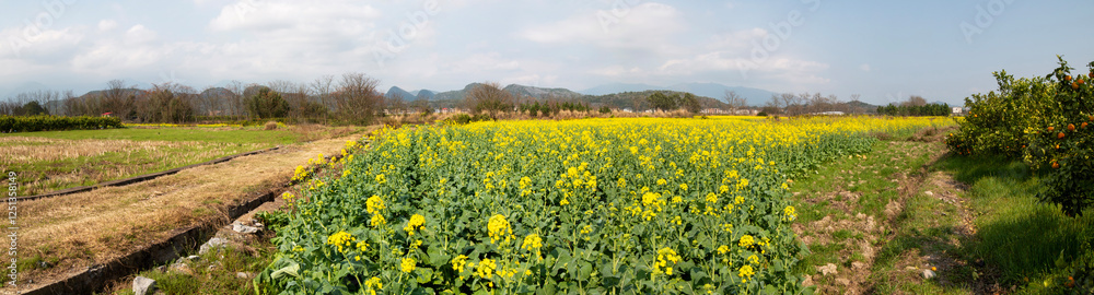 rural landscape in spring rural landscape in spring