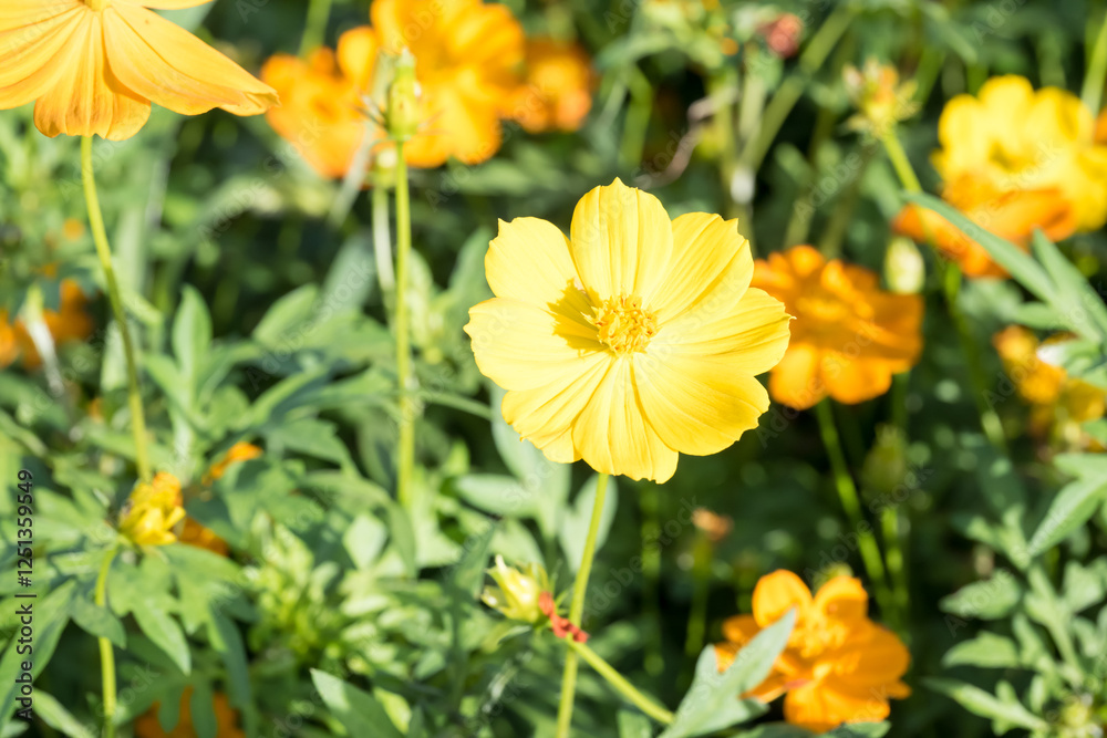 Fototapeta premium Beautiful sulfur cosmos (cosmos sulphureus) flowers.