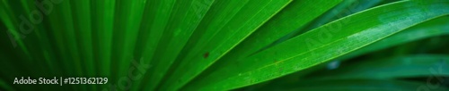 Deep green hues, prominent ribbed texture, close-up palm leaf detail , plant, macro, palm frond