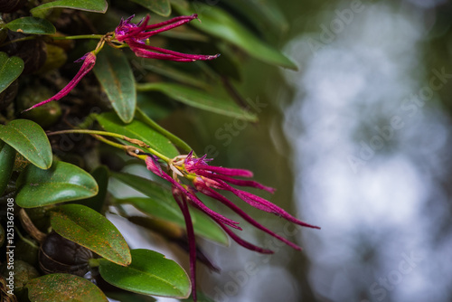 Bulbophyllum nipondhii Seidenf. beautiful rare wild orchid in tropical forest of Thailand. photo