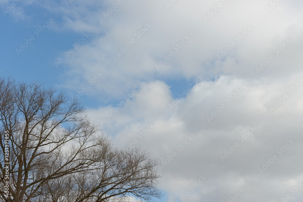pale blue sky with soft clouds and tree tops in winter pale blue sky with soft clouds and tree tops in winter