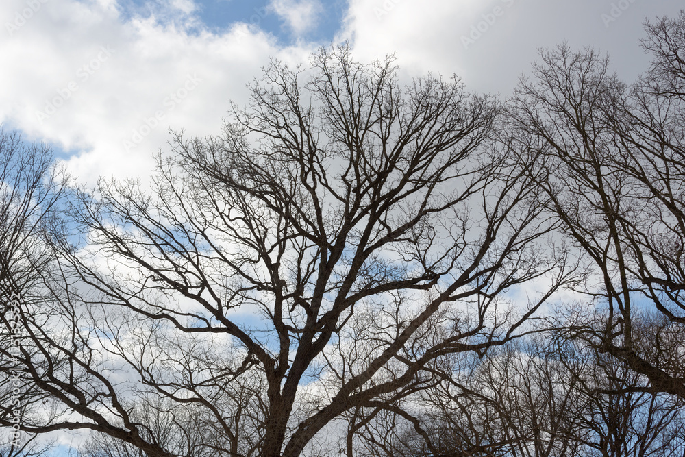 silhouette of bare trees on a cloudy blue sky in mid winter afternoon silhouette of bare trees on a cloudy blue sky in mid winter afternoon