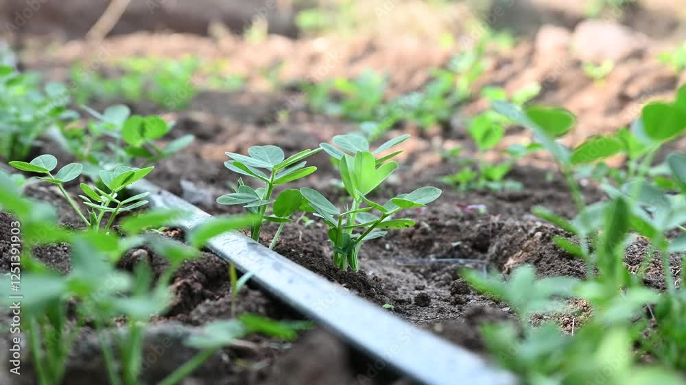 Peanut plant sprout growing in farm field. Peanut (groundnut) plant seedling green leaf. Peanut crop seedling plantation. Organic groundnut plant sprout grow in nut farm. Peanut plant sprout growing in farm field. Peanut (groundnut) plant seedling green leaf. Peanut crop seedling plantation. Organic groundnut plant sprout grow in nut farm.