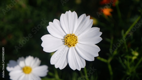 Close up of a white Cosmos flower with yellow pollen and green leaves background
