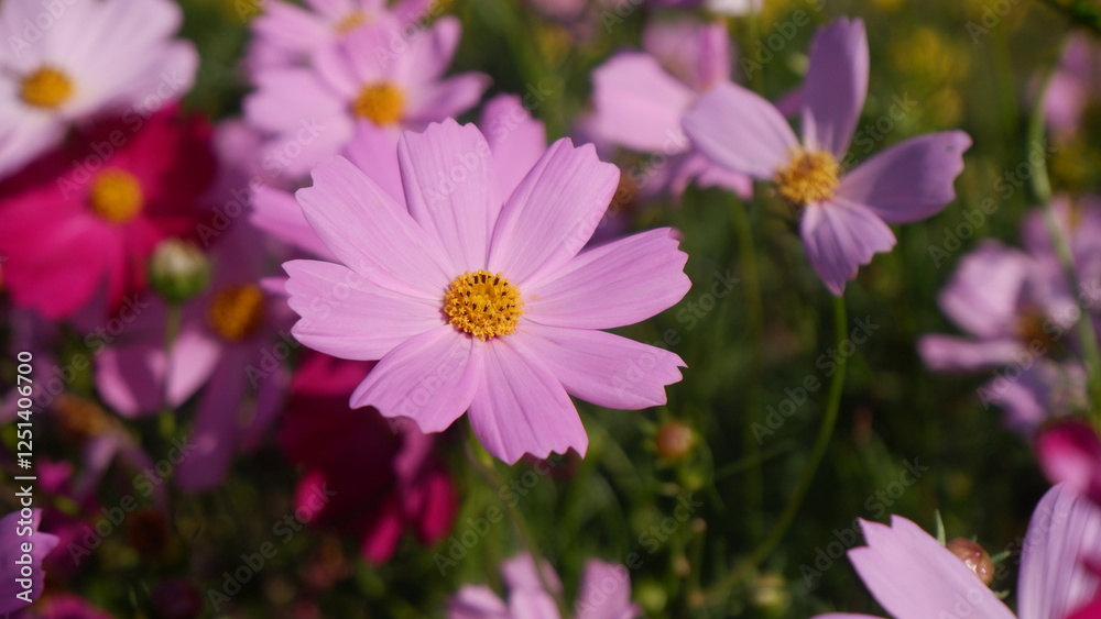 Close up of a beautiful pink Cosmos flower among Cosmos field Close up of a beautiful pink Cosmos flower among Cosmos field