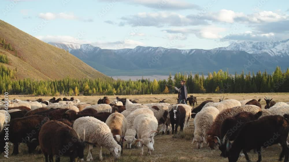 Shepherd walks through a field herding a flock of sheep, with a snowy mountain range and forest in the background, creating a serene pastoral scene Shepherd walks through a field herding a flock of sheep, with a snowy mountain range and forest in the background, creating a serene pastoral scene