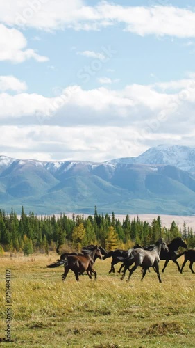 Herd of horses galloping on a meadow in front of snowy mountains and coniferous forest in Altai Republic, Russia, during a sunny autumn day