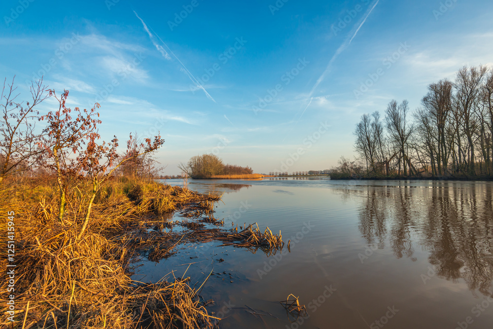 Yellowed reeds and bare trees on the shore of a Dutch lake in the winter season. A thin layer of ice forms on the water surface.