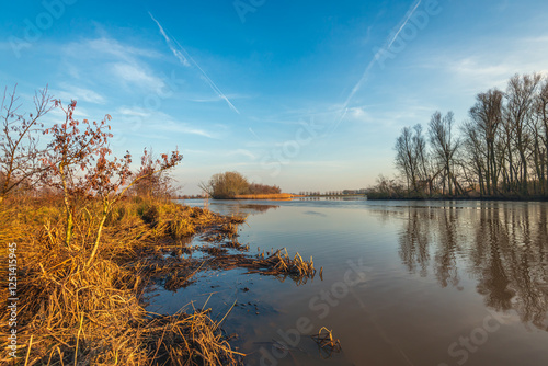 Obraz na płótnie Yellowed reeds and bare trees on the shore of a Dutch lake in the winter season. A thin layer of ice forms on the water surface. w salonie