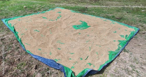  tilt up shot showcases a large rice harvest drying on a blue and green tarp in a field, covering most of its surface