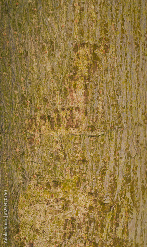 Beautiful close-up of the bark of khaya grandifolia photo