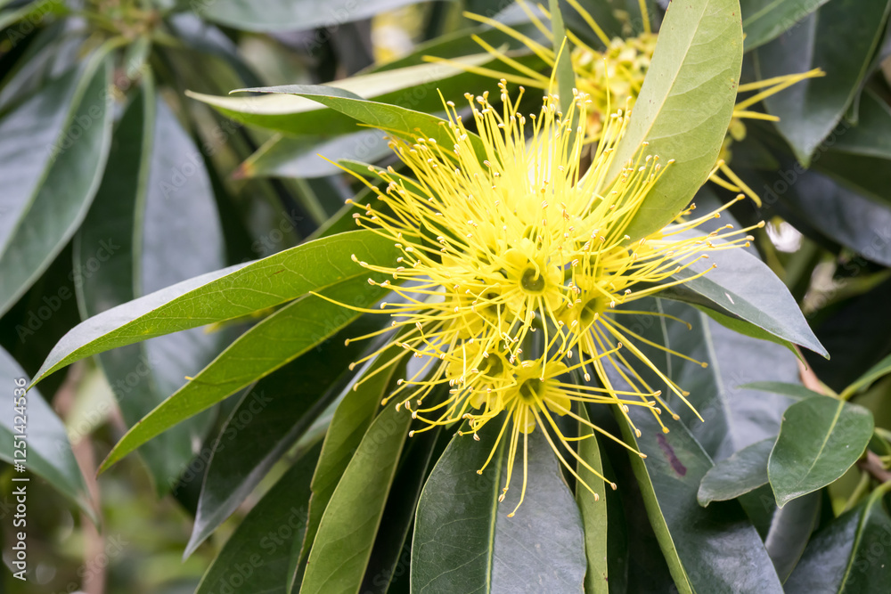 Beautiful Golden Penda (xanthostemon chrysanthus) flowers. Beautiful Golden Penda (xanthostemon chrysanthus) flowers.