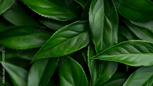 Wallpaper Mural Fresh dark green tea leaves with serrated edges create natural pattern background, macro close up view of organic foliage texture for wellness concept. Torontodigital.ca