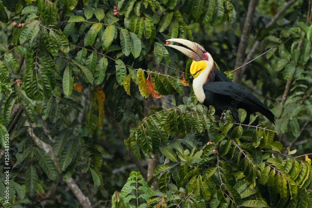 Fototapeta premium Hornbills live in natural forests in Thailand.
