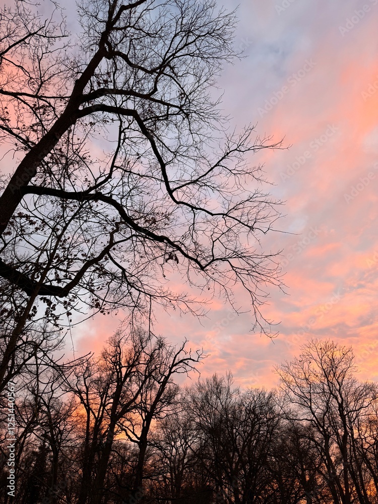 Sonnenuntergangs himmelrot mit Baumkronen ohne Blätter Sonnenuntergangs himmelrot mit Baumkronen ohne Blätter