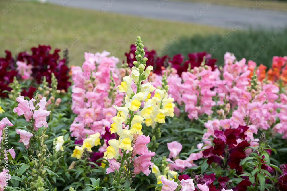 Beautiful snapdragon (Antirrhimum majus) flowers. Beautiful snapdragon (Antirrhimum majus) flowers.