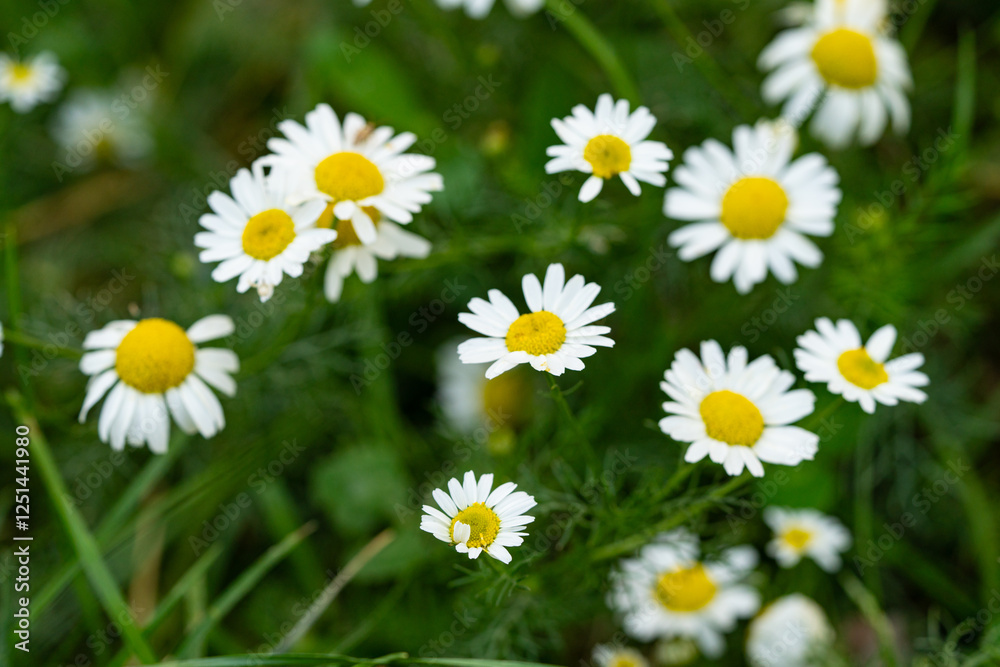 Very beautiful looking and colorful natural wonder flower shot outdoors Very beautiful looking and colorful natural wonder flower shot outdoors