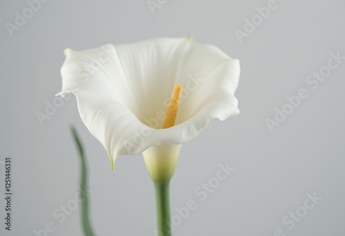 Elegant white calla lily with a smooth trumpet-shaped bloom and yellow spadix against a light gray background, perfect for floral and minimalist-themed designs