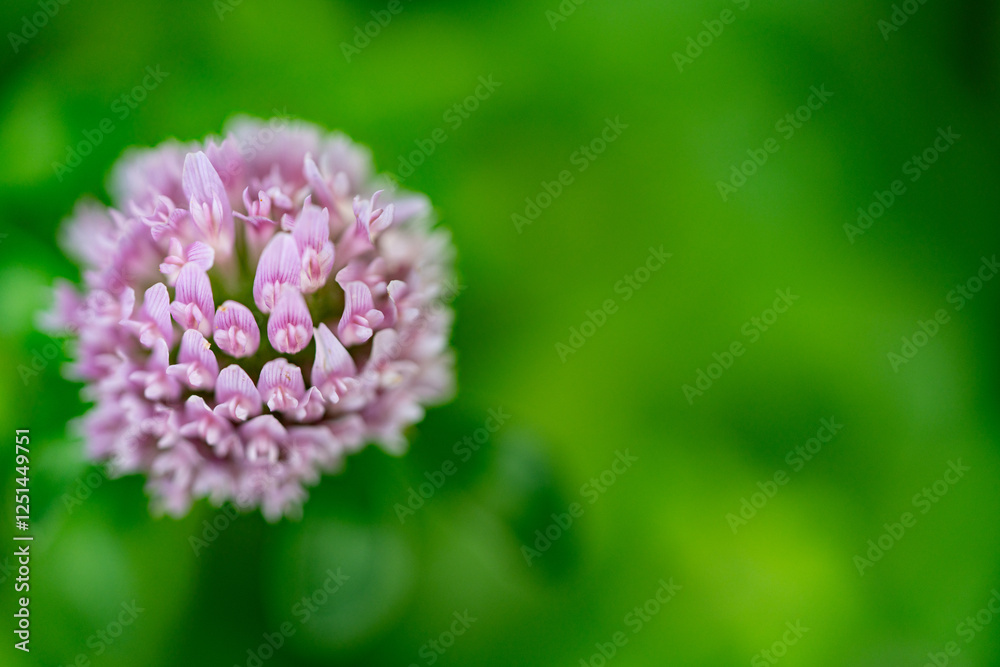 Very beautiful looking and colorful natural wonder flower shot outdoors Very beautiful looking and colorful natural wonder flower shot outdoors