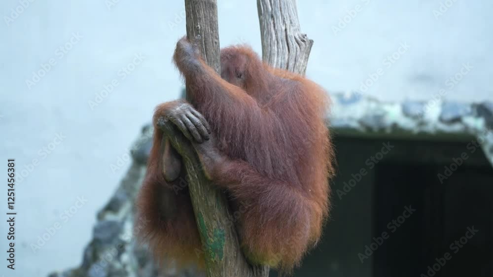 Borneo orangutan 