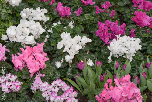 variety of cyclamen flowers with leaves and tulips in a spring floral display at the conservatory photo