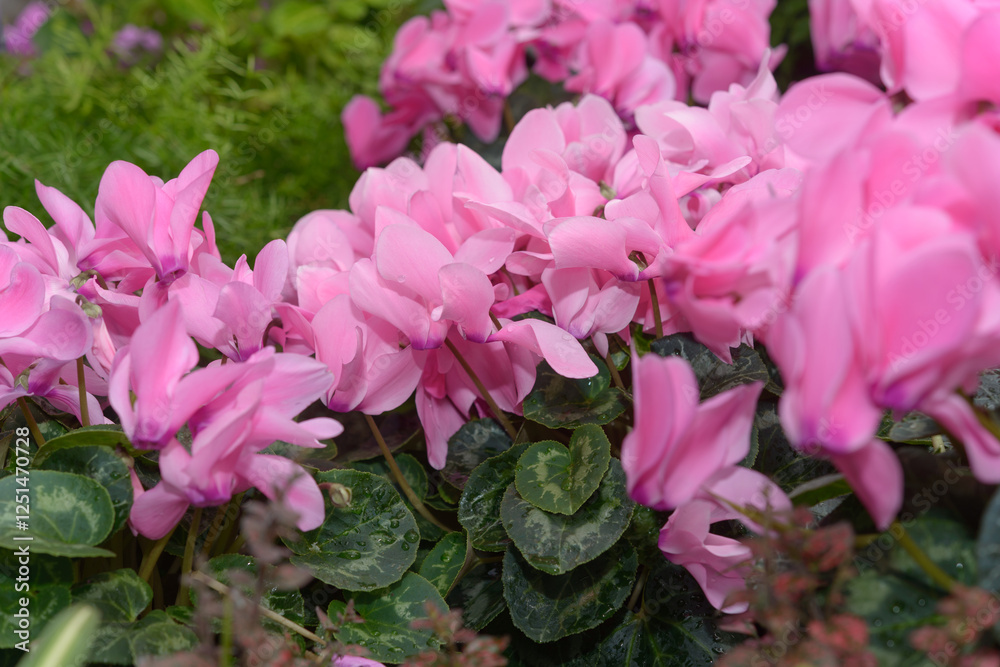 Fototapeta premium close-up of pink cyclamen 