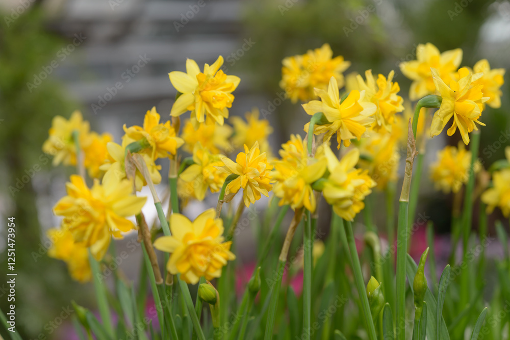close-up of double yellow miniature daffodils on a defocused background close-up of double yellow miniature daffodils on a defocused background